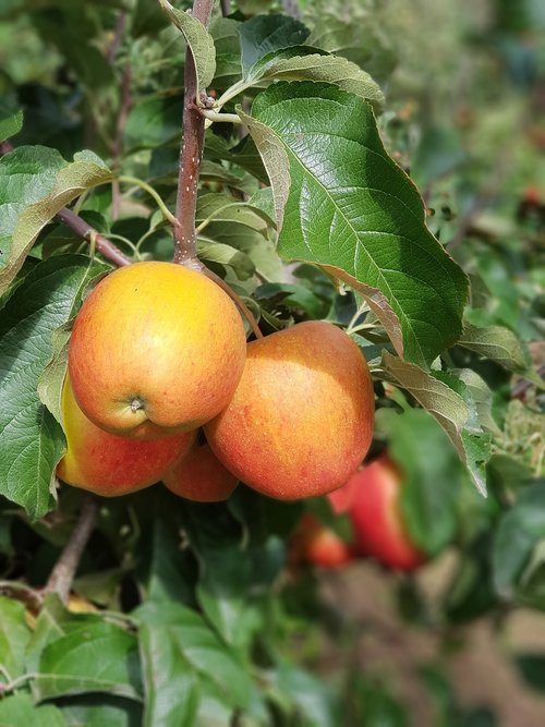 apple  fruit  apple tree