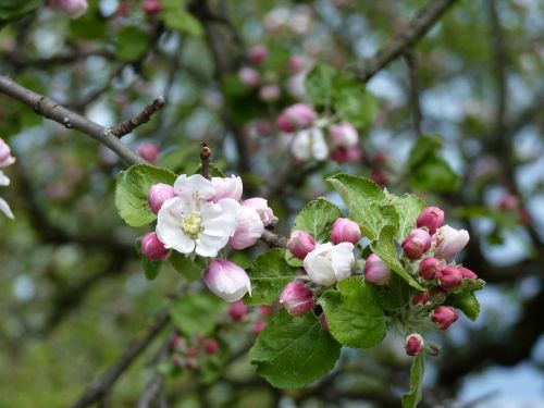 apple blossom bloom