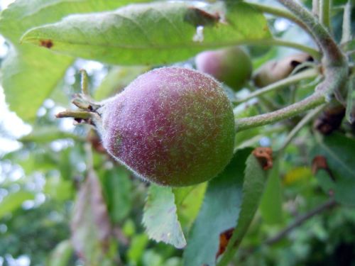 apple apple tree close