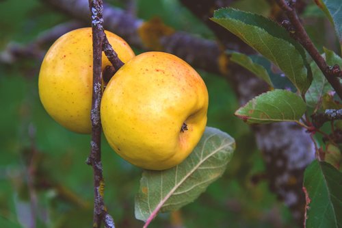 apple  green  yellow