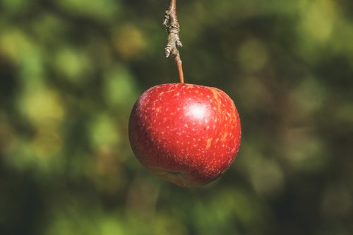 apple  red  ripe
