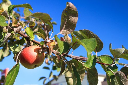 apple  fruit  fruit trees