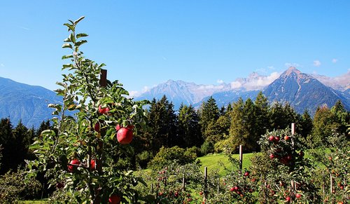 apple  mountains  south tyrol