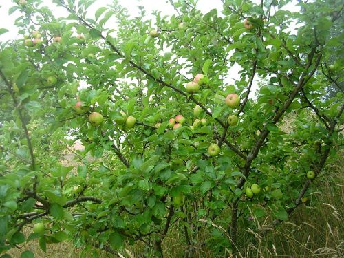 apple fruit tree