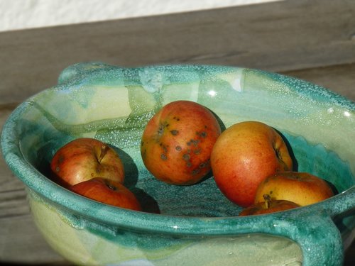 apple  fruit  shell
