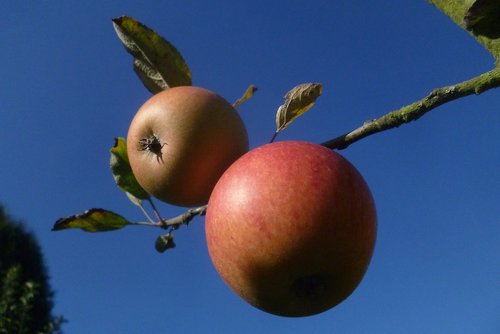 apple  fruit  vegan
