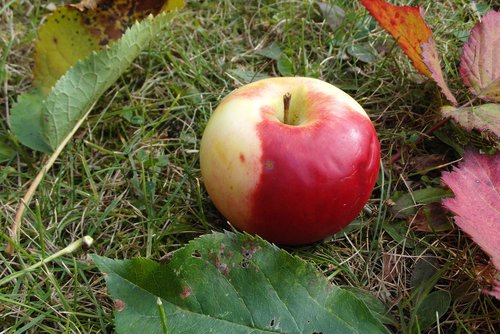 apple  mature  fruit
