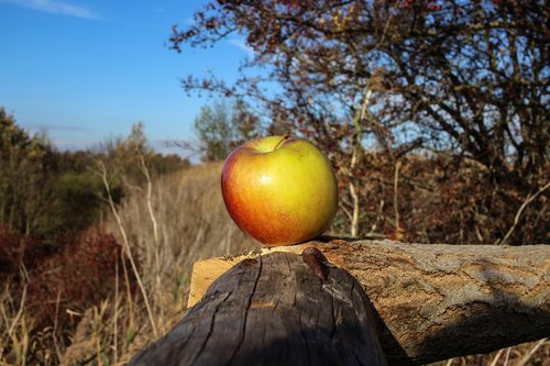 apple  close up  fruit