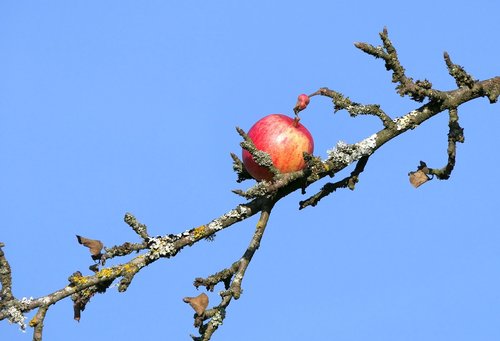 apple  left  branch