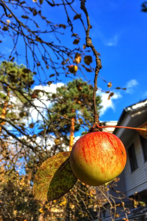 apple  fall  autumn