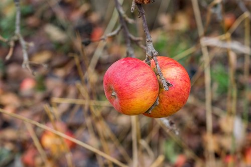 apple  close up  fruit