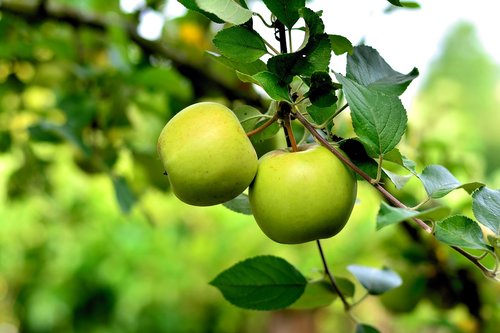 apple  green apple  apple tree