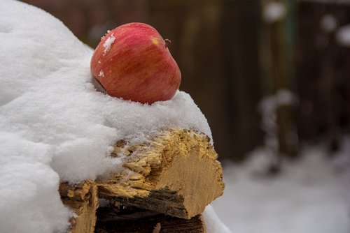 apple  snow  firewood