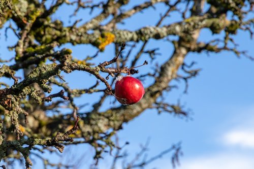 apple  ice  branch