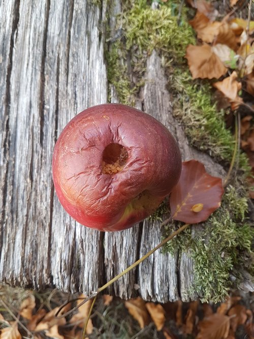 apple  tree  leaves