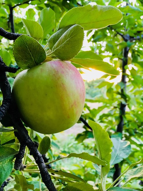 apple  garden  fruit