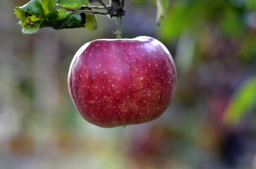 apple  fruit trees  garden