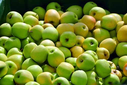 apple  harvest  ripe