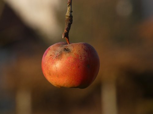 apple  autumn  fruit