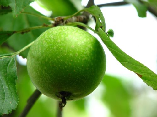 apple immature green