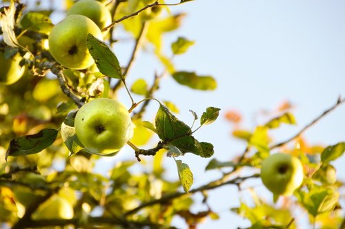 apple  fruit  vitamins