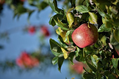 apple  orchard  fruit