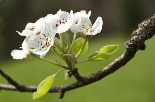 apple  blossom  bloom