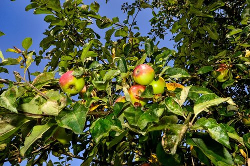 apple  tree  nature