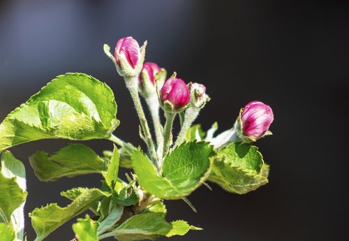 apple  apple tree  flower