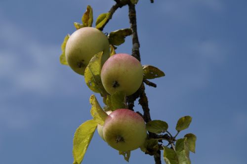 apple apple tree aesthetic