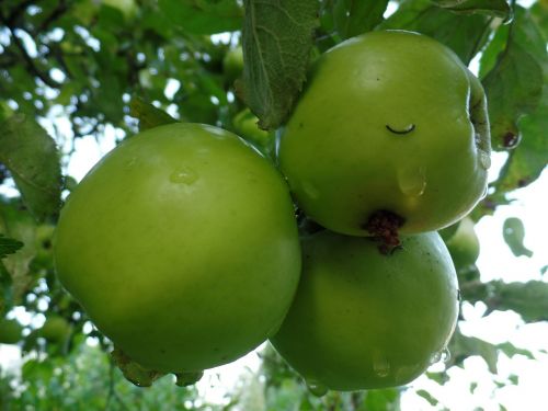 apple apple tree green