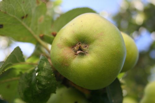 apple organic food