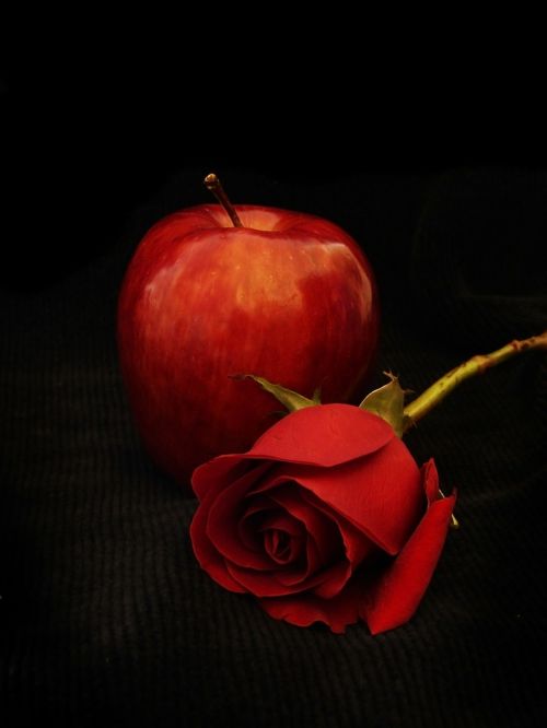 apple red rosa