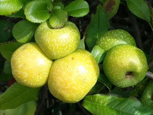 apple harvest autumn