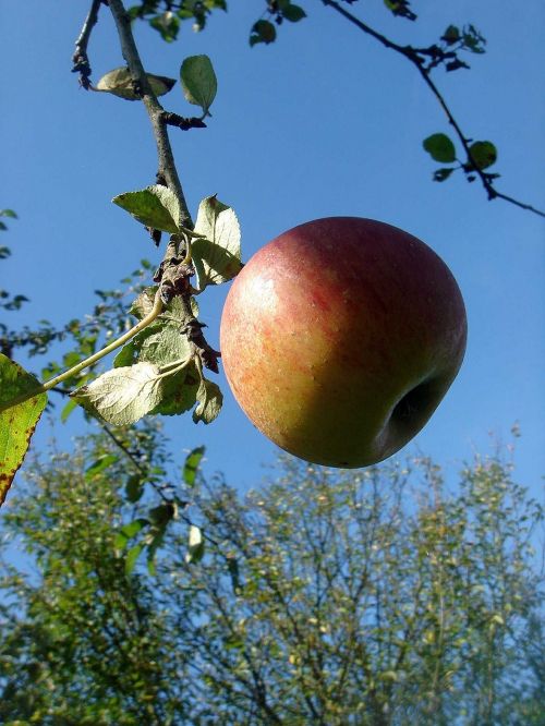 apple autumn tree