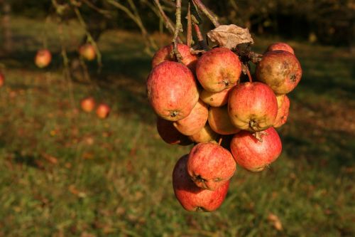 apple autumn fruit