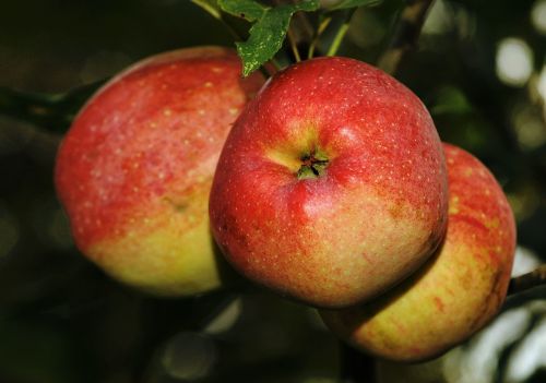 apple fruit red