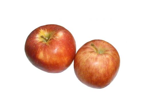 apple ringo fruit