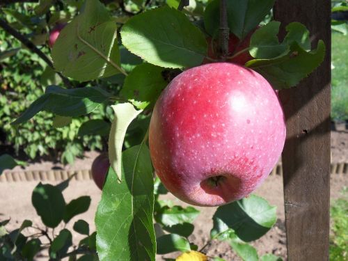 apple tree nature