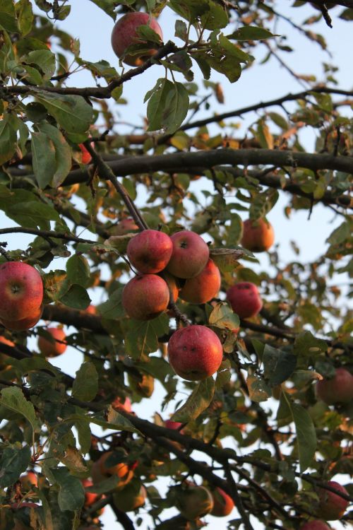 apple apple tree autumn