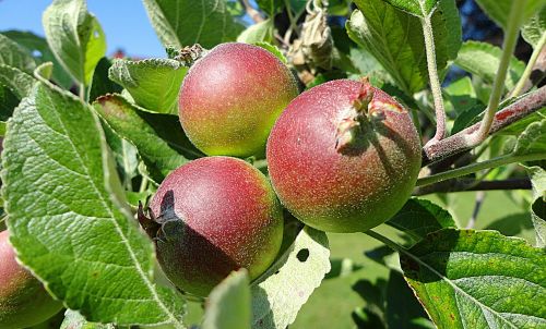 apple fruit healthy