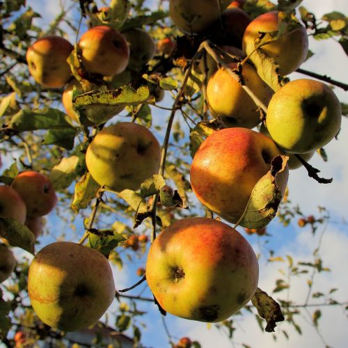 apple bio harvest