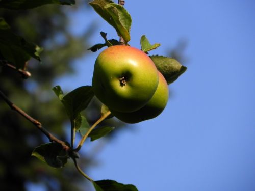 apple fruit apple tree