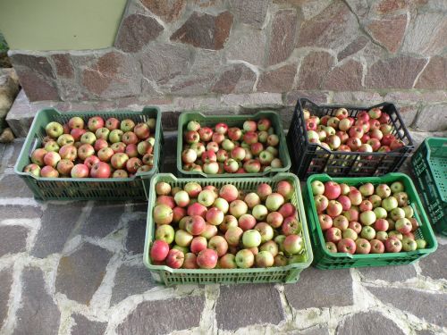 apple harvest green