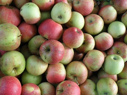 apple harvest green