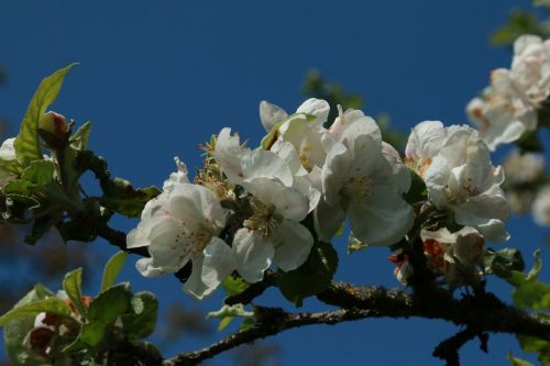 apple apple blossom macro