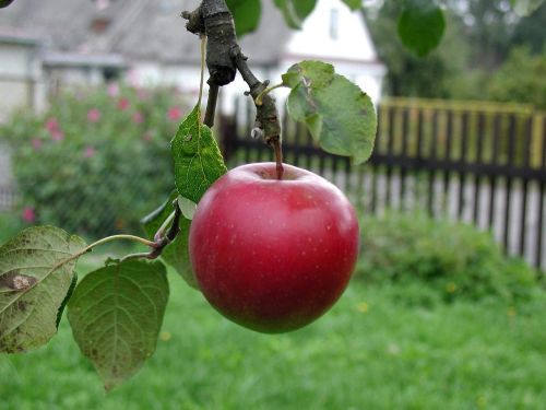 apple tree growing