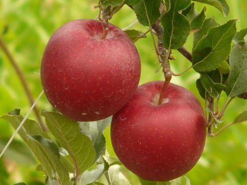 apple fruit eat