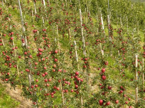 apple fruit eat