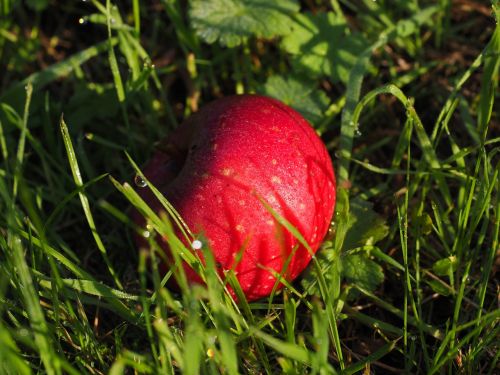 apple red fruit